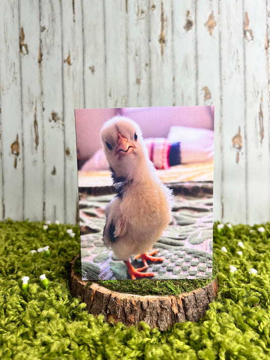 Cute Baby Chick